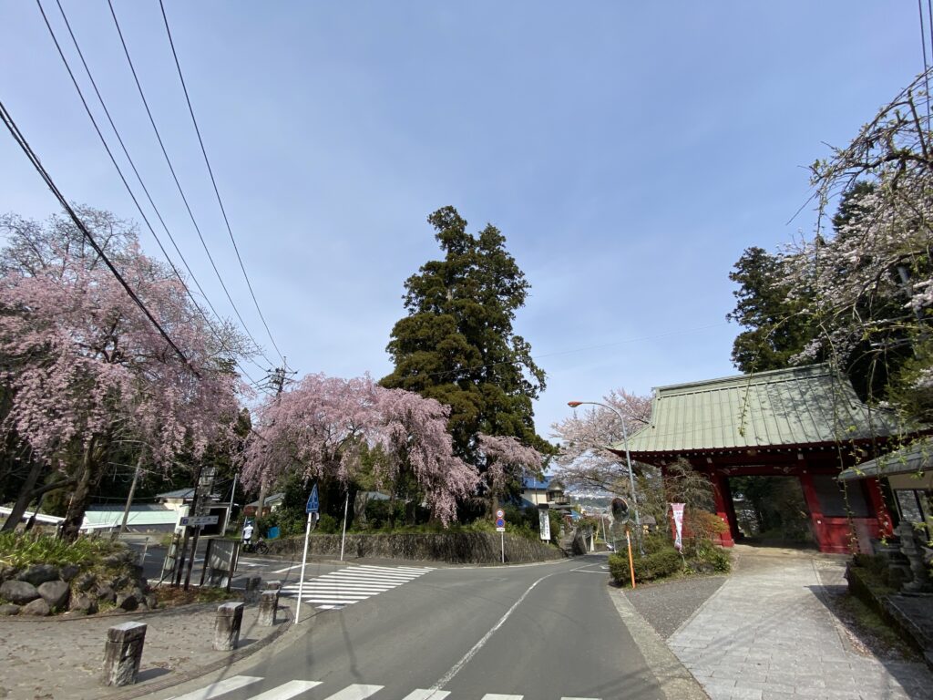 大雄山最乗寺茶屋天んぐからみた満開の桜