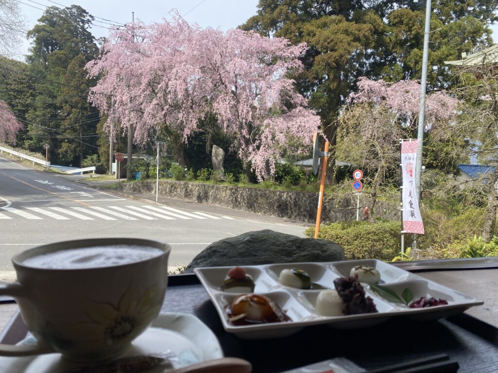 大雄山最乗寺茶屋天んぐ五色だんごセットと満開の桜
